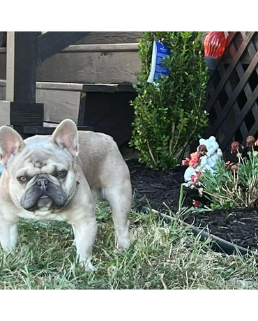 frenchie-bullivard,#frenchi-bullivard, #frenchie-blvd,#frenchie, #fluffyfrenchie,#frenchie-bullevard