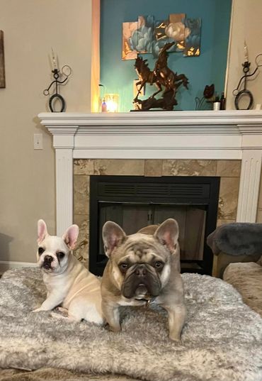 frenchie-bullivard,#frenchi-bullivard, #frenchie-blvd,#frenchie, #fluffyfrenchie,#frenchie-bullevard
