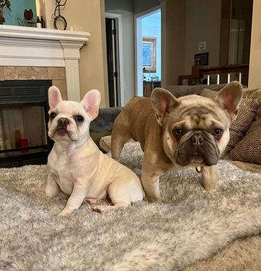 Bon Jovi and Drucella Frenchie puppy