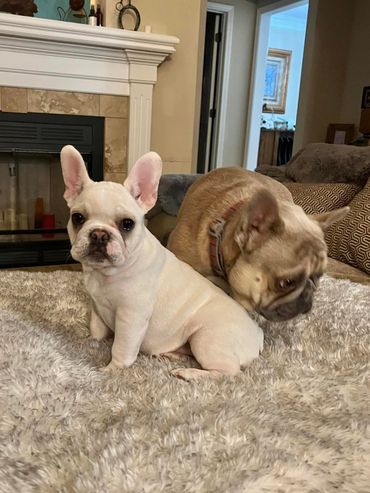 Bon Jovi and Drucella big rope Frenchie