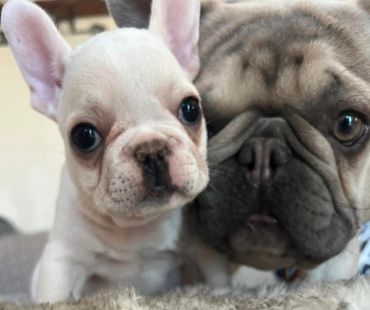 frenchie-bullivard,#frenchi-bullivard, #frenchie-blvd,#frenchie, #fluffyfrenchie,#frenchie-bullevard