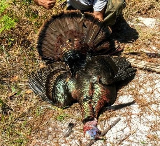 #Osceolaturkeyhunting