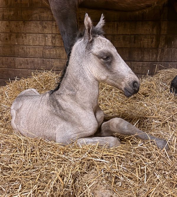 A newborn foal resting on straw in a stable.