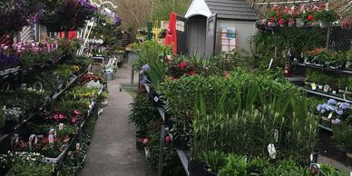 garden center with plants