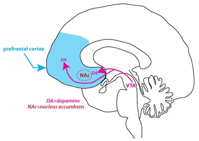 Dopamine pathways in the brain.  Most begin in the brain "switching station" called the VTA