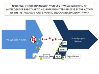 endocannibinoids drifting backwards and affecting the GABA secreting cell