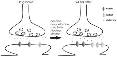 AMPA glutamate receptors increase after drug exposure