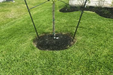 Young tree supported by stakes in a well-maintained lawn.