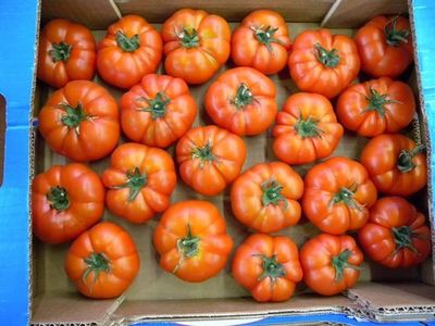 NOVAGRIM ESPECIALISTA DEL TOMATE