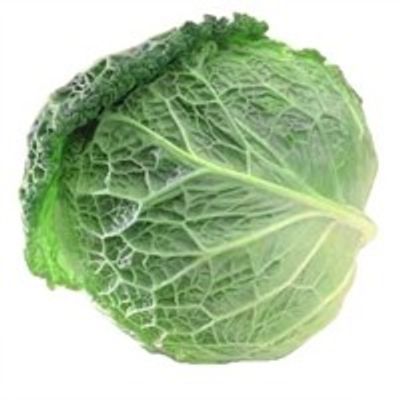 cabbage_krautweiss-BRASSICA OLERACEA