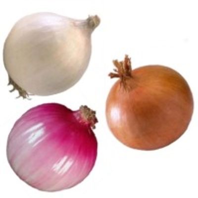 turkish onions - allium cepa