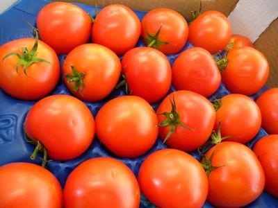 fresh tomato importer france