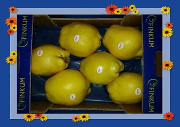 Novagrim_fresh-fruit-importer_since_1999