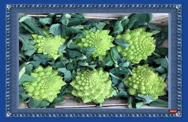 Novagrim_fresh-fruit-importer_since_1999