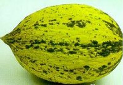 Novagrim honeydew melon