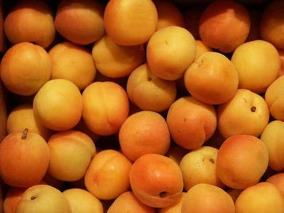 Novagrim_France fresh apricot importer