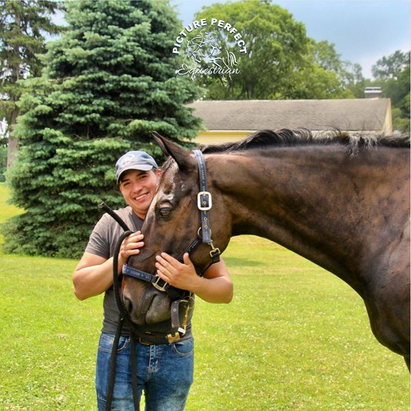 horse who is groomed and taken care of in westchester new york at picture perfect equestrian