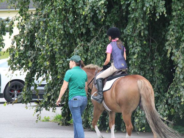 lease pony for riding lessons near me in westchester new york at picture perfect equestrian