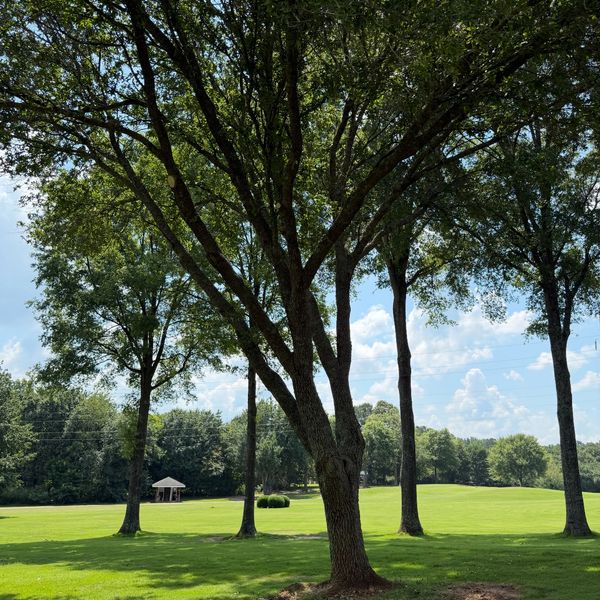 Large trees casting shadows over a sunny, green park area with a small gazebo in the background.