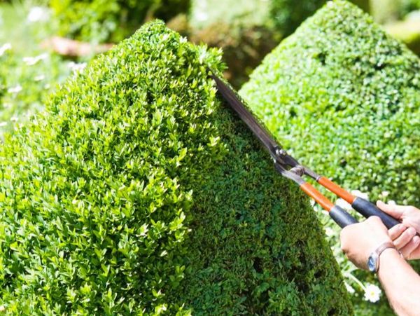 Person trimming a green bush into a pyramid shape with hedge shears.