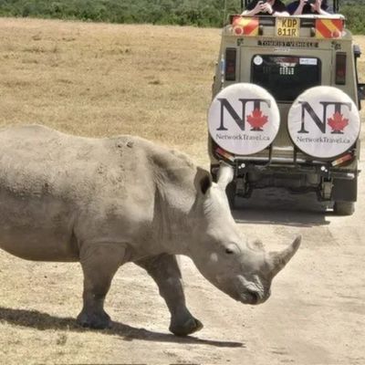 Rhino on Safari with Network Travel