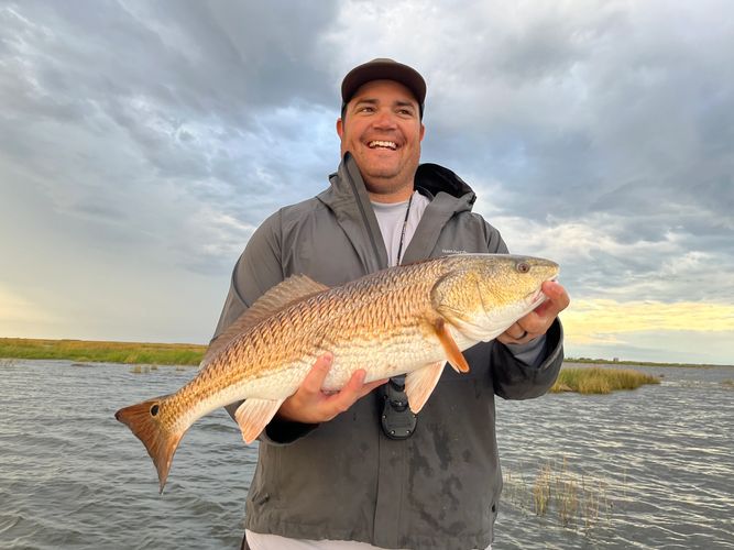 Redfish