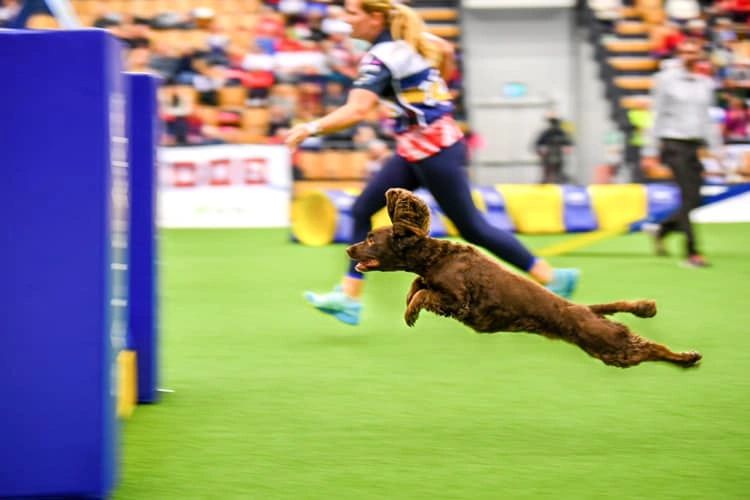 KS Agility Training Dog Training, Dog Agility