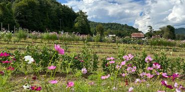 A colorful flower field with mountains and a barn under a partly cloudy sky.