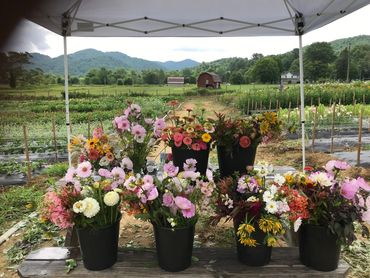 Buckets of colorful flowers under a white canopy with a farm and mountains in the background.