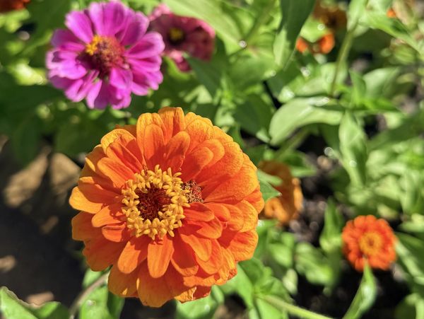 Bright orange and purple flowers blooming in a sunlit garden.