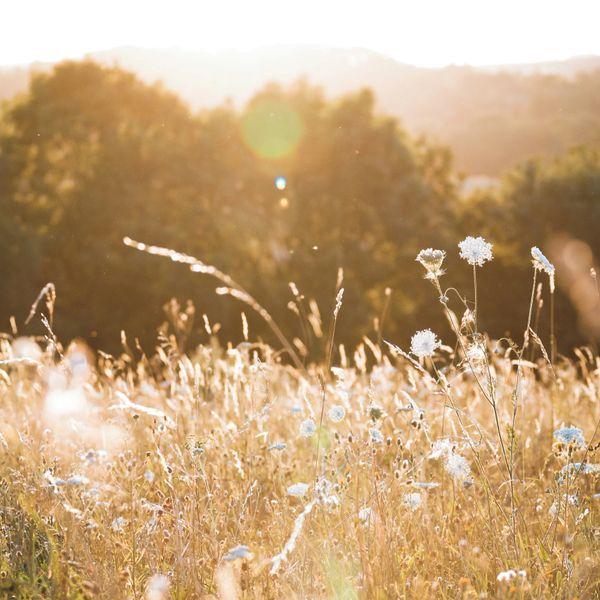Sunlit wildflower meadow with soft golden hues during sunset.