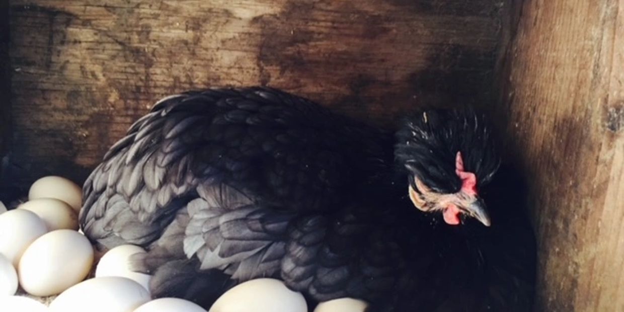 A black hen with eggs around her