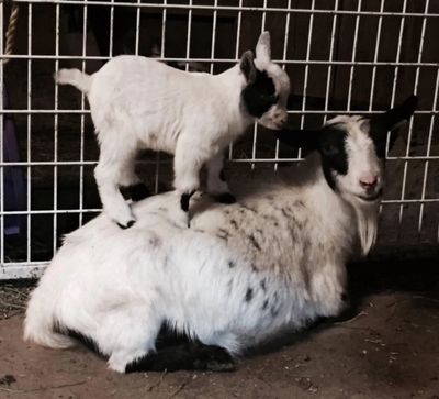An adult goat with a baby goat on top of it