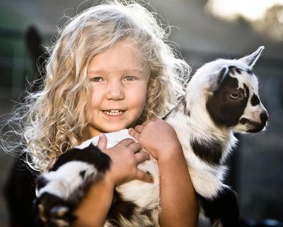 A young blond girl holding a black and white baby goat