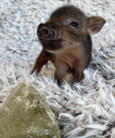 A tiny piglet on a fuzzy blanket near a crystal.
