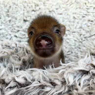 Close-up of a baby piglet on a fluffy surface.