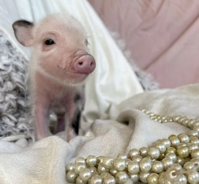 Cute baby pig with pearls and soft blankets.