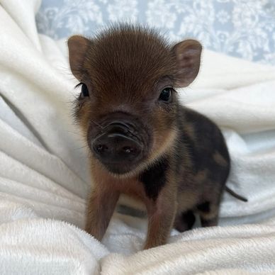 A cute baby piglet on a white blanket.