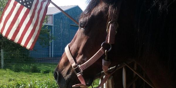 Close-up of a horse wearing a halter with an American flag in the background.
