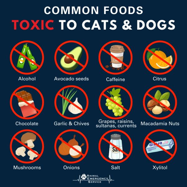 Common toxic foods for cats and dogs.
