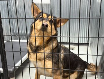 A German Shepherd mix dog behind a metal cage in a shelter.