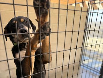 A dog inside a metal cage reaching out through the bars.
