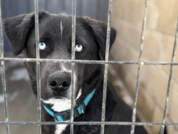 A black dog with striking blue eyes behind a metal cage.