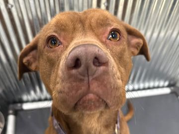 Close-up of a brown dog with soulful eyes inside a metal enclosure.
