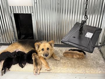 A dog resting with her puppies in a metal-walled enclosure.