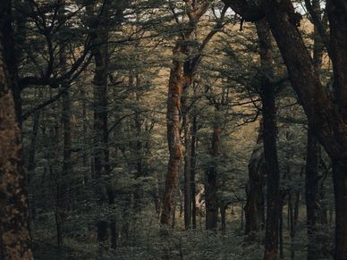 Sustainable forest management, harvested only at full maturity.