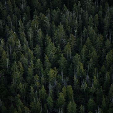 Sustainable forest management, harvested only at full maturity