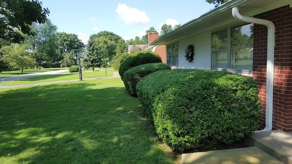 home with trimmed hedges louisville, ky