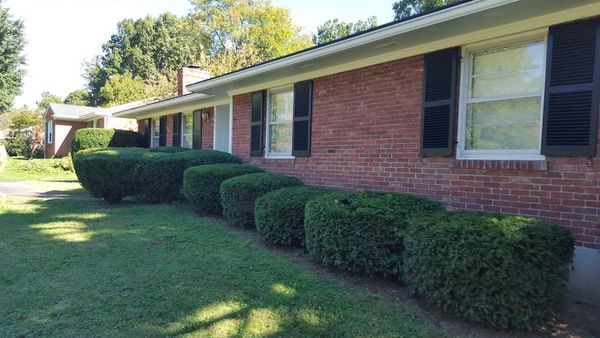 hedge trimming service louisville ky