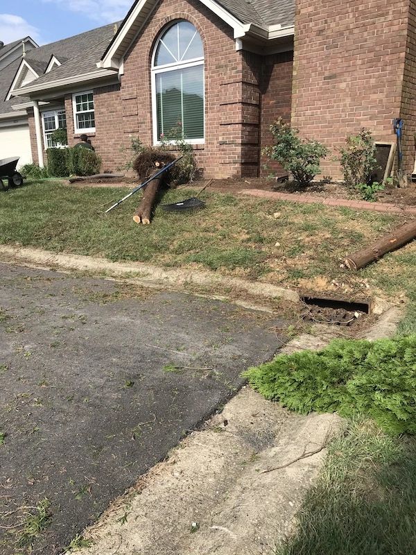 removal of shrubs and trees
